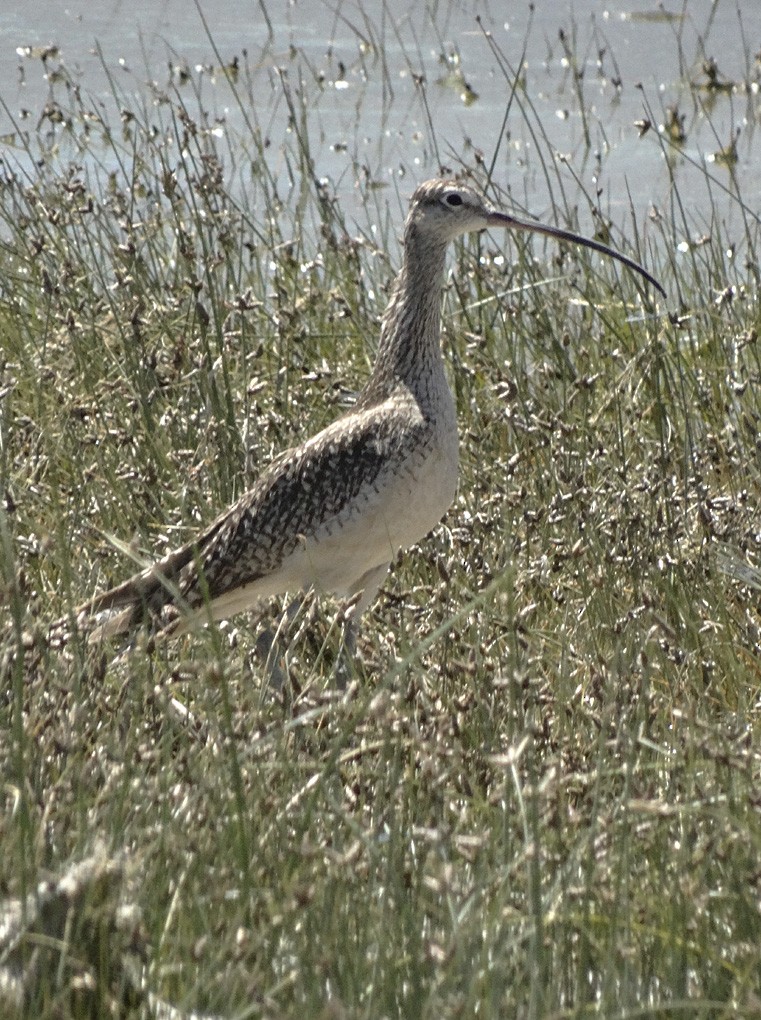 Long-billed Curlew - ML31345541