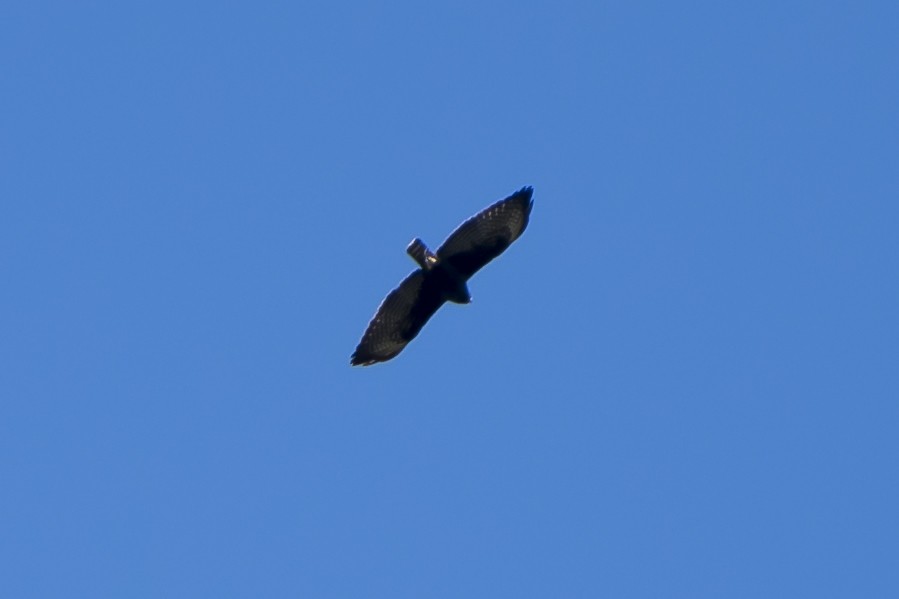 Short-tailed Hawk - ML31345801