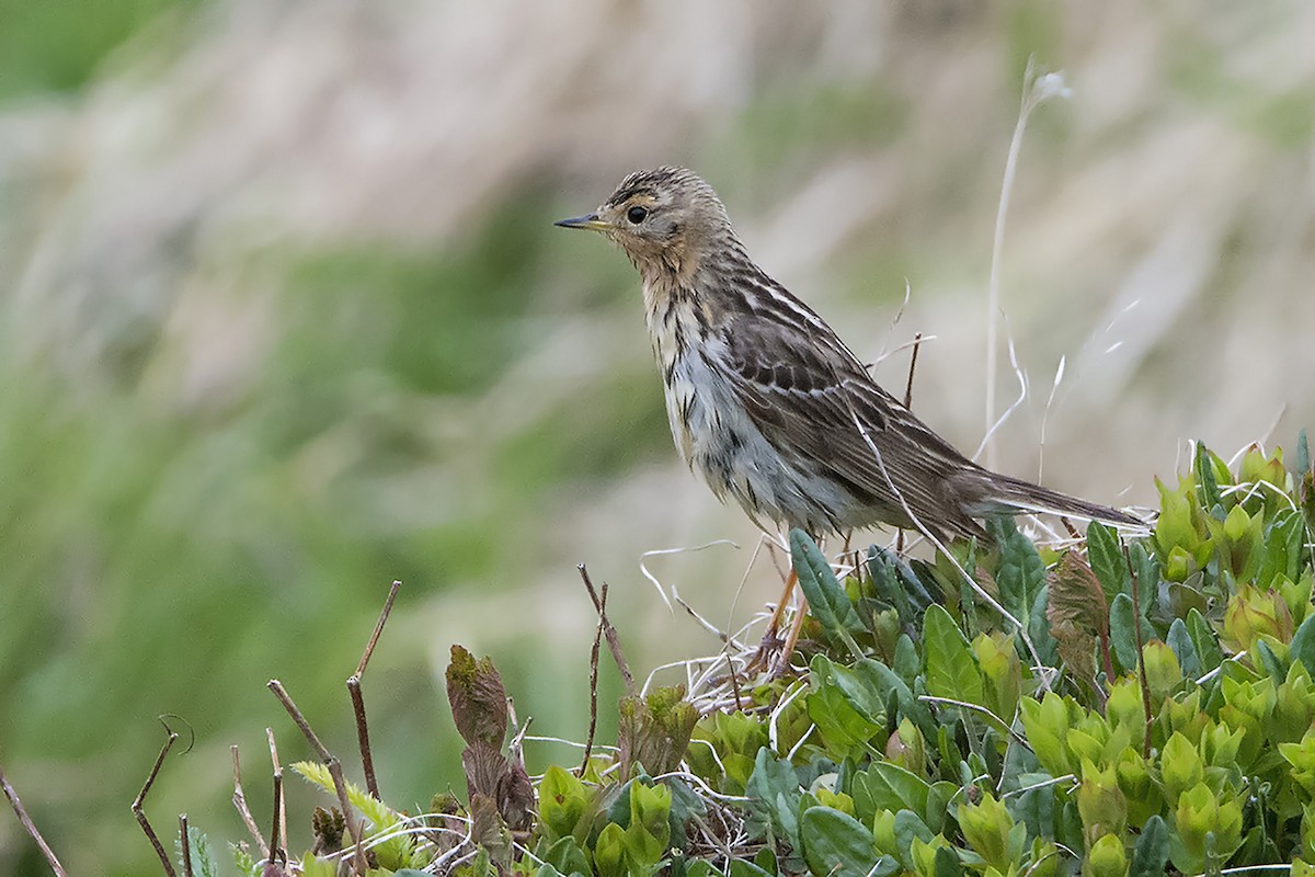 Red-throated Pipit - Miguel Rouco