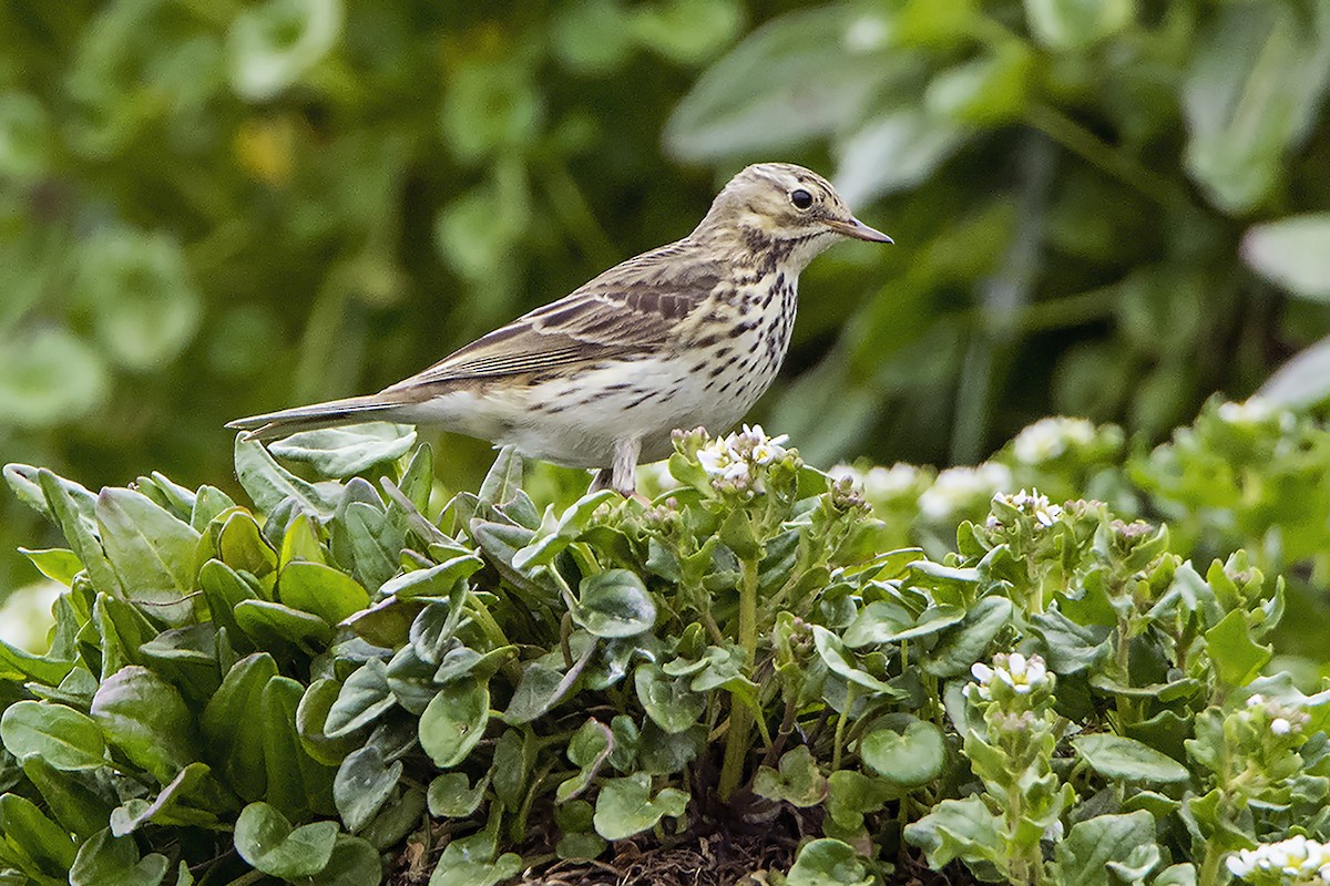 Tree Pipit - Miguel Rouco