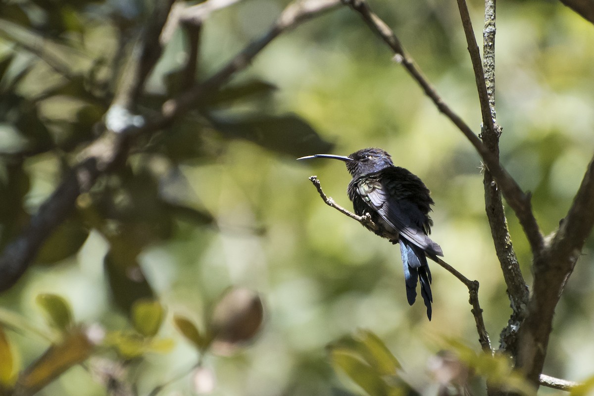 Swallow-tailed Hummingbird - ML31346221