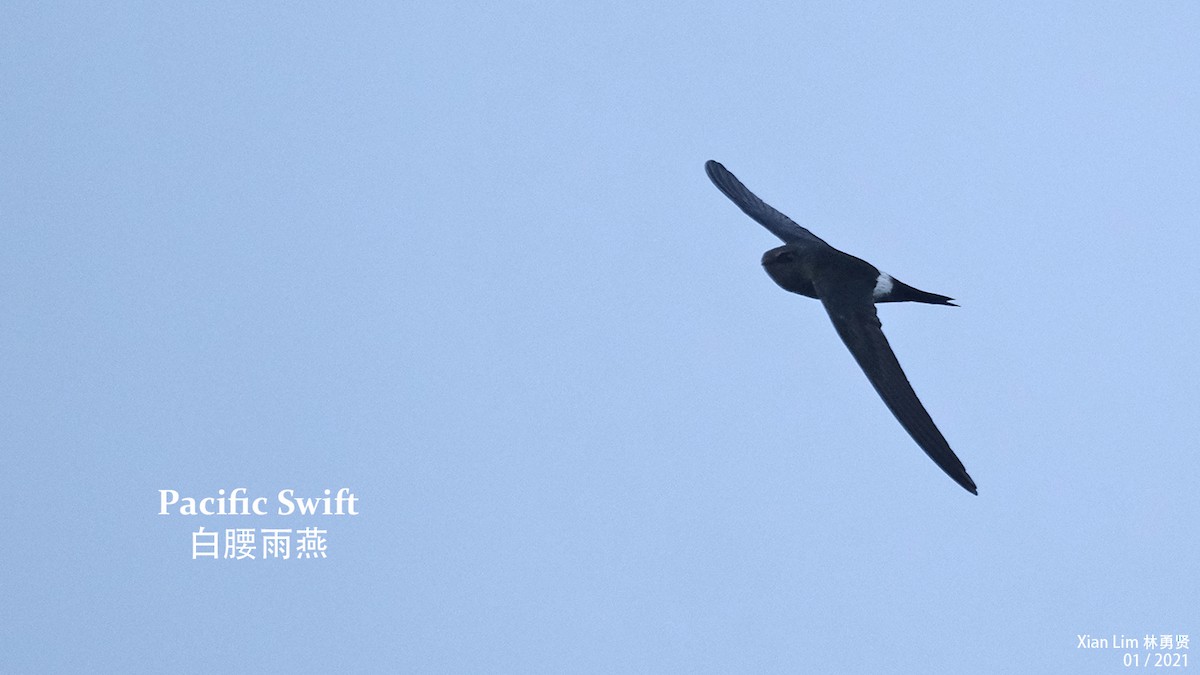 Pacific Swift - Lim Ying Hien