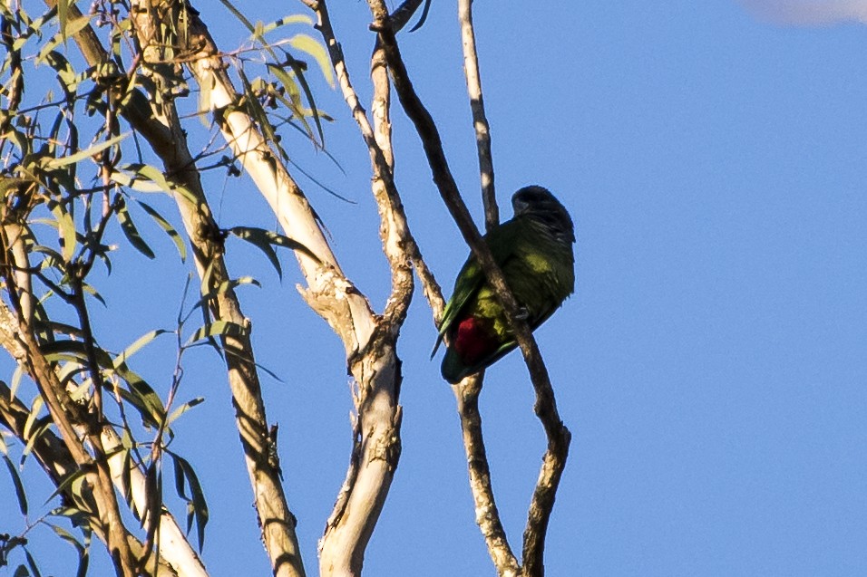 Scaly-headed Parrot - ML31346311