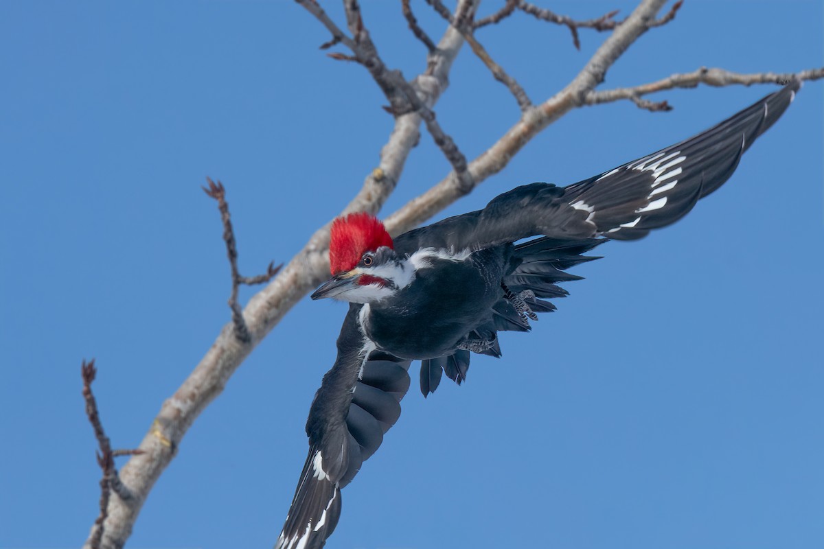 Pileated Woodpecker - Bob Bowhay