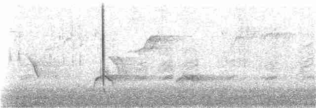 Kara Gözlü Junko (hyemalis/carolinensis) - ML313465141