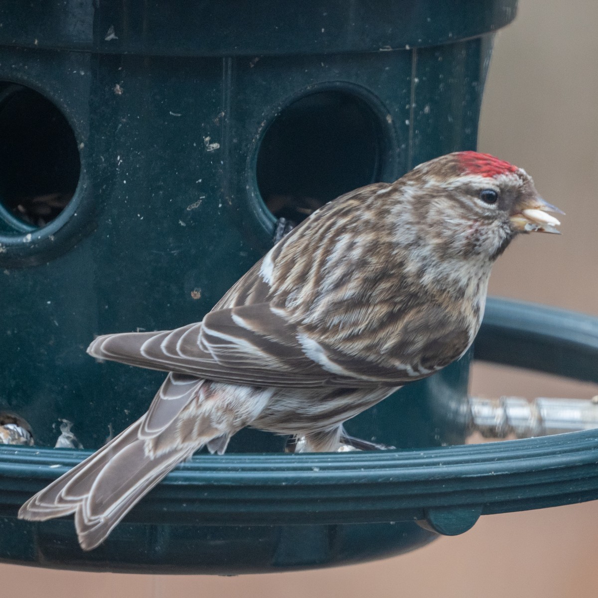 eBird Checklist 4 Mar 2021 Backyard, off Warwick Avenue 8 species