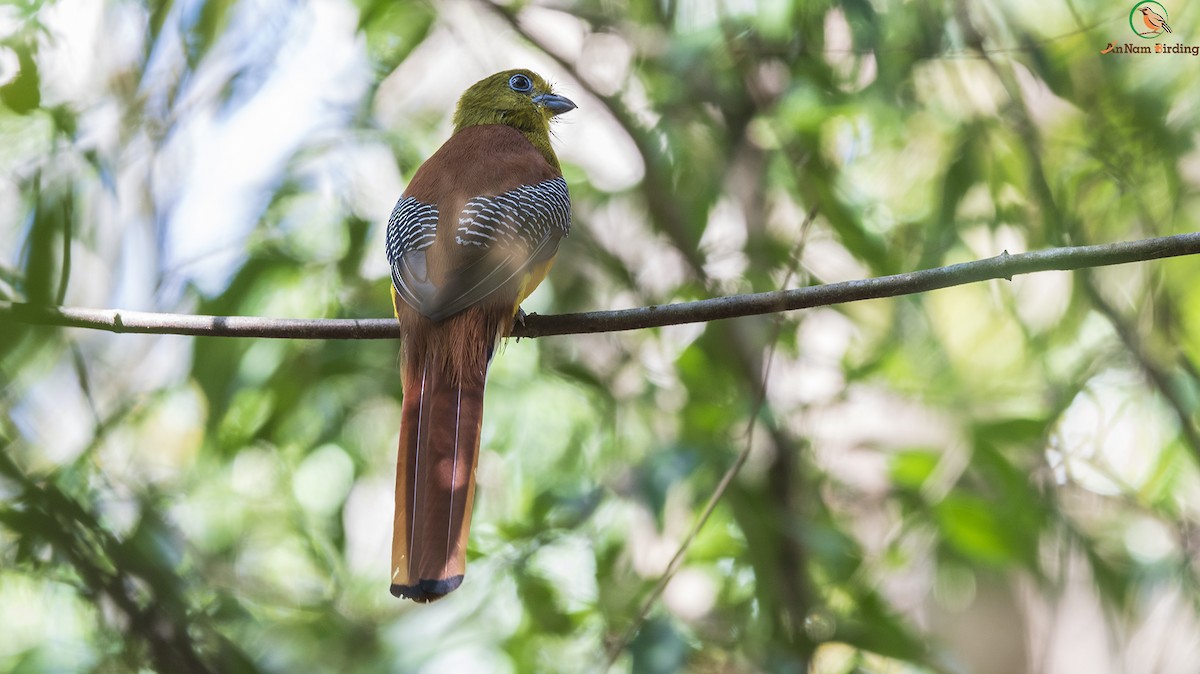 Red-headed Trogon - Dinh Thinh