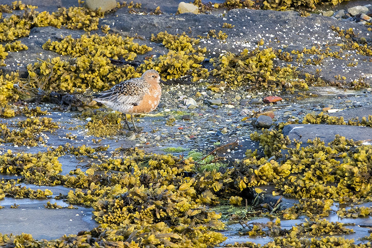 Red Knot - ML313474361