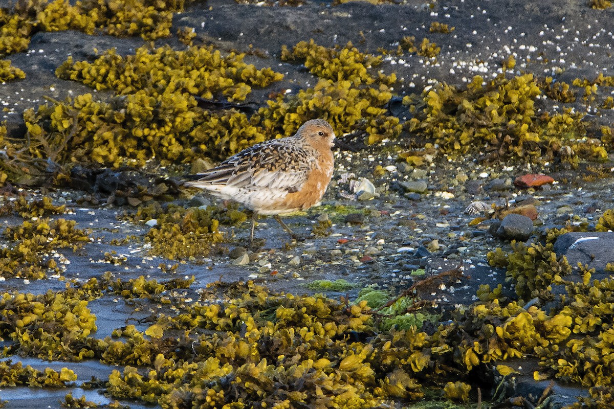 Red Knot - ML313475691
