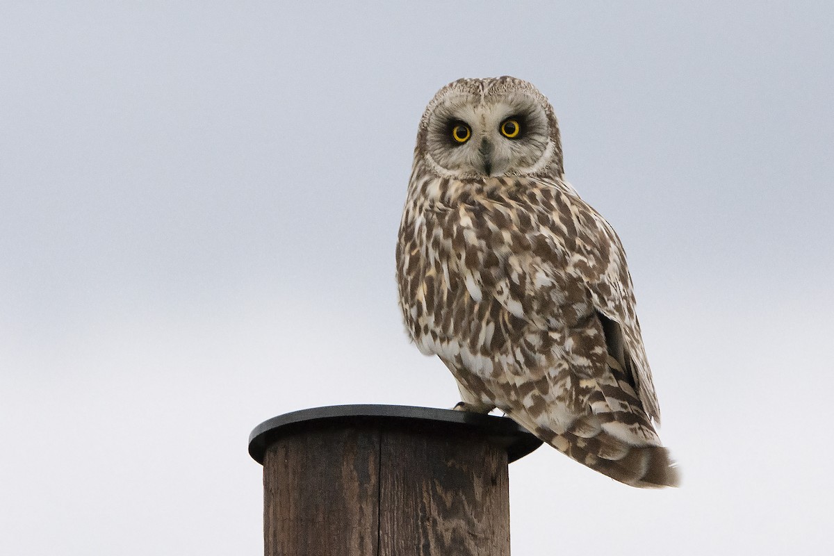 Short-eared Owl - Miguel Rouco