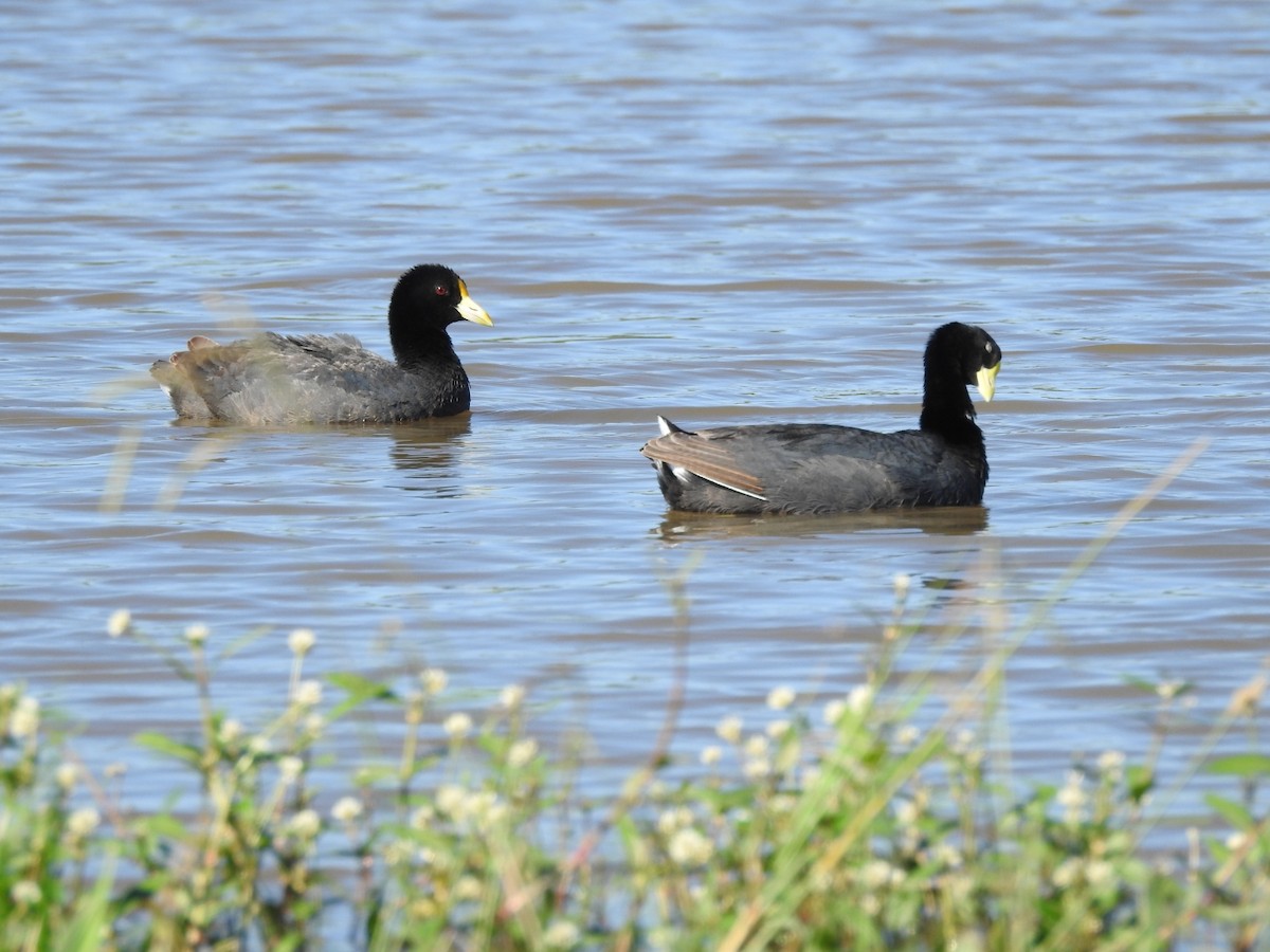 White-winged Coot - ML313479341