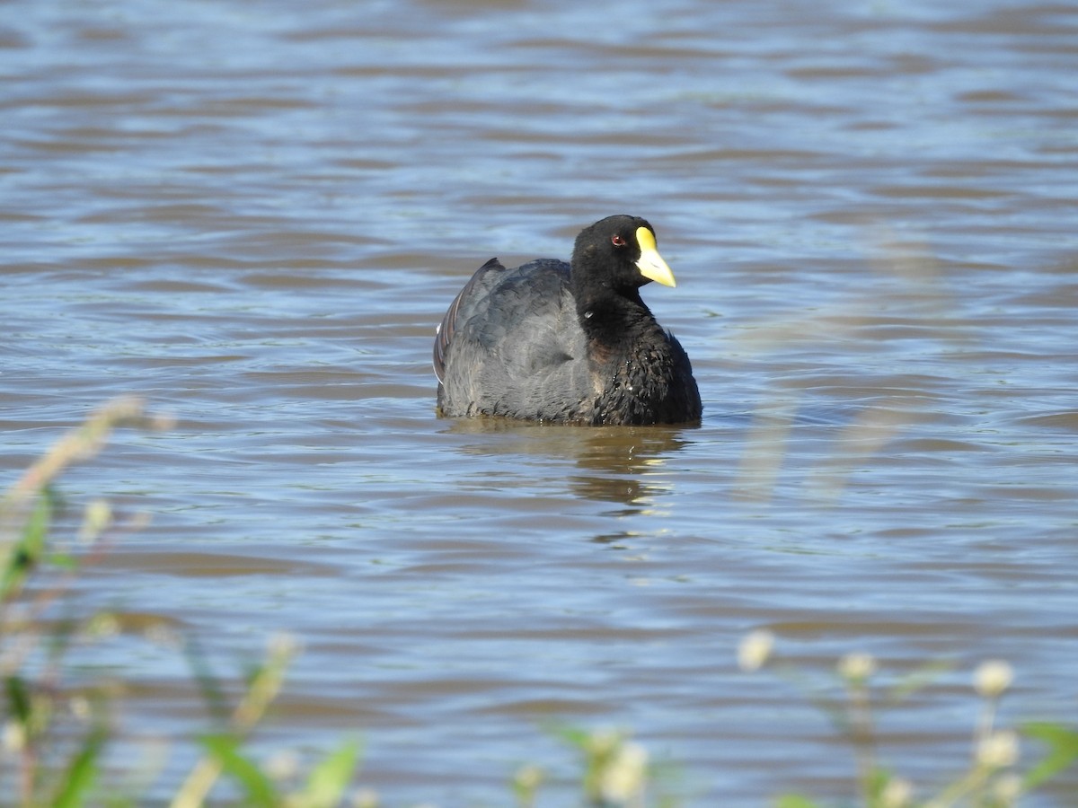 White-winged Coot - ML313479351