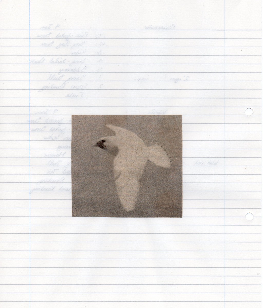 Ivory Gull - Anonymous