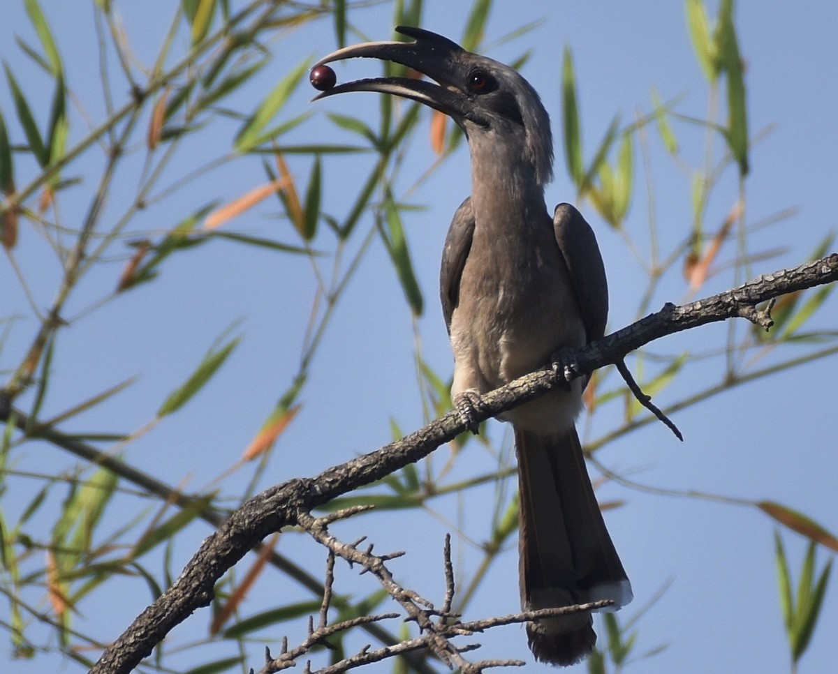 Indian Gray Hornbill - ML313482811
