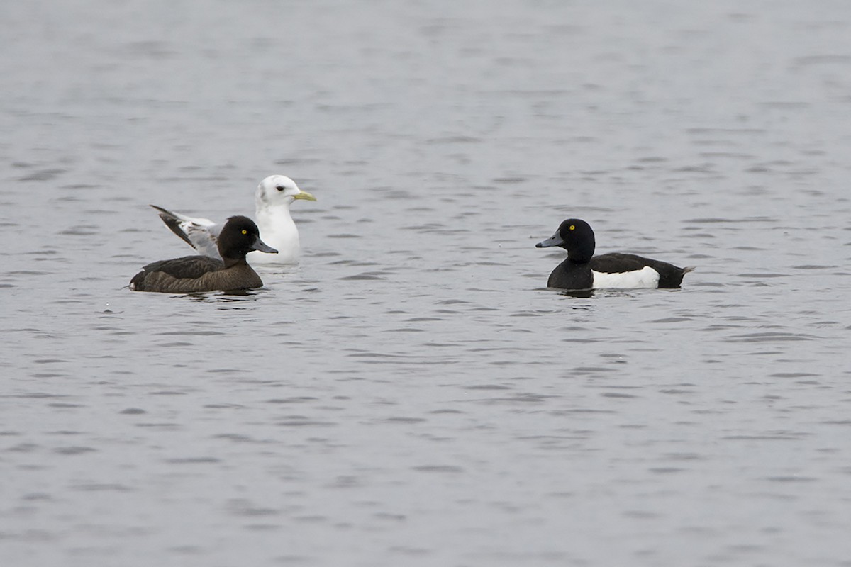 Tufted Duck - ML313488461