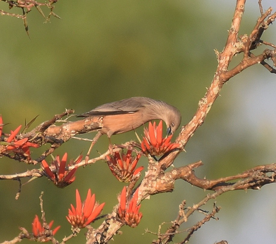 Chestnut-tailed Starling - ML313493191