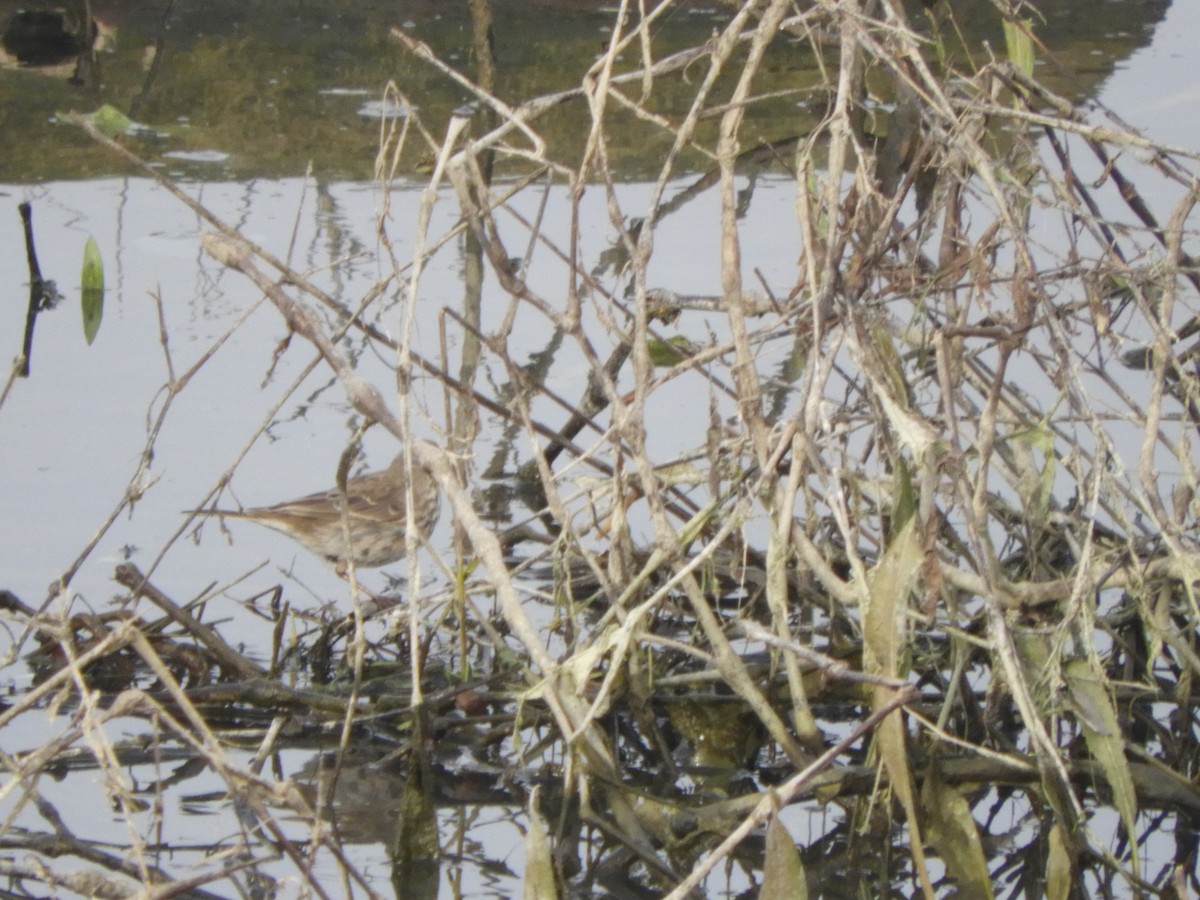 Water Pipit - ML313494131