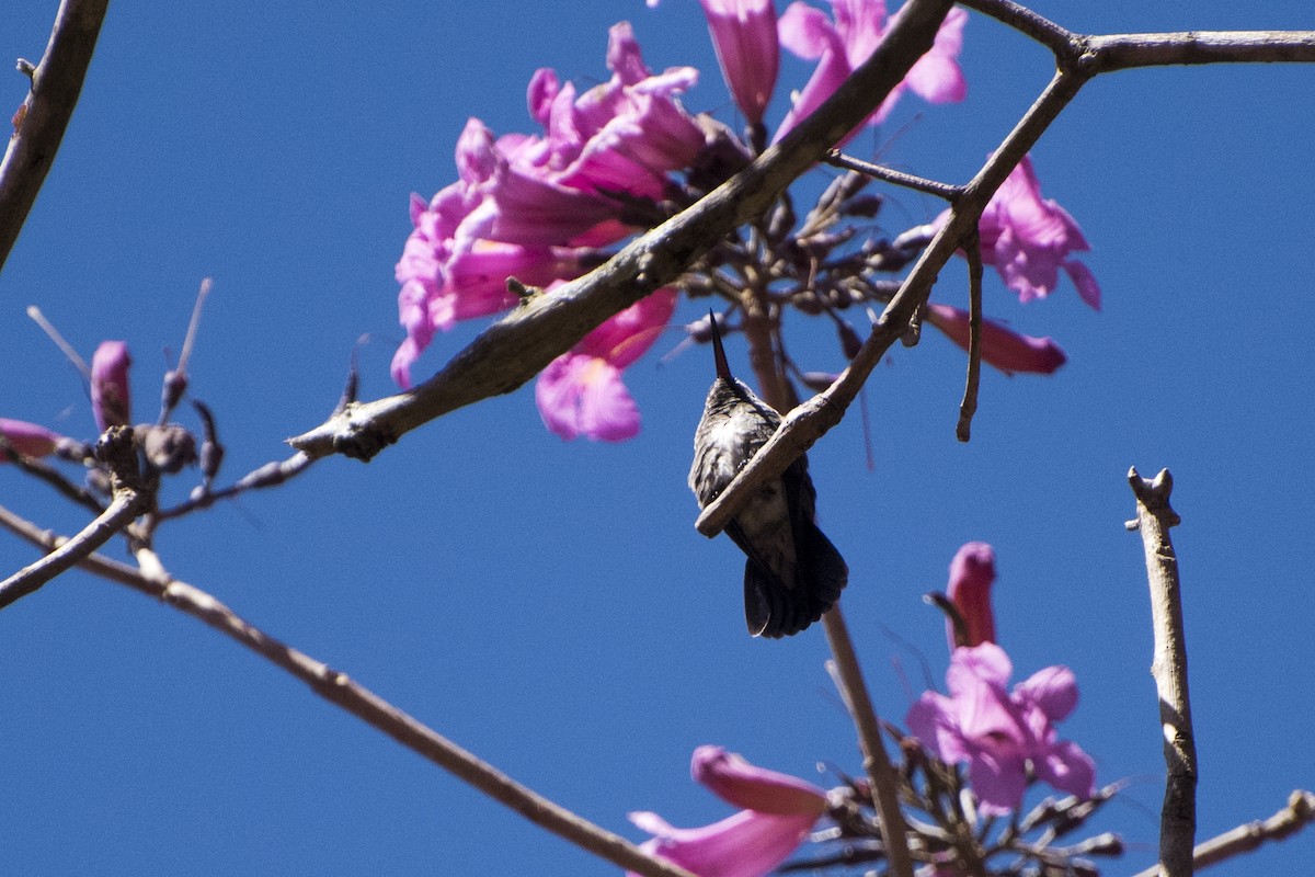 kolibřík safírový - ML31349501