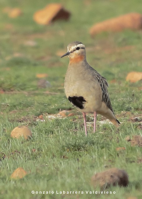 Frontal view (subspecies <em class="SciName notranslate">ruficollis</em>). - Tawny-throated Dotterel - 