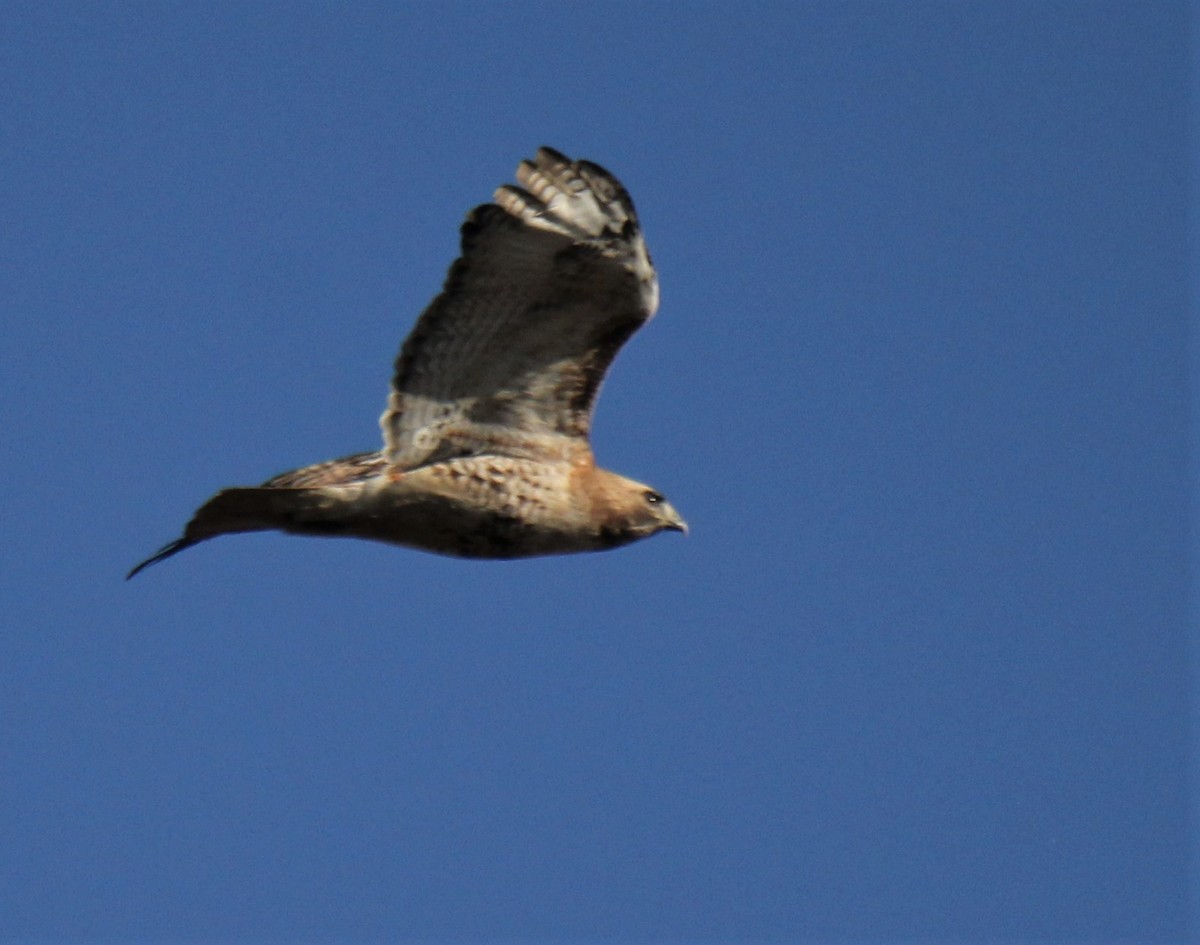 Red-tailed Hawk - Lawrence Gardella
