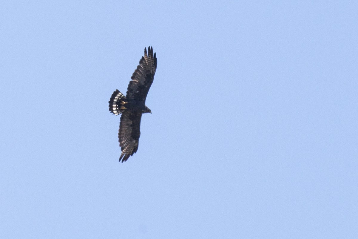 Zone-tailed Hawk - Yarky Moguel