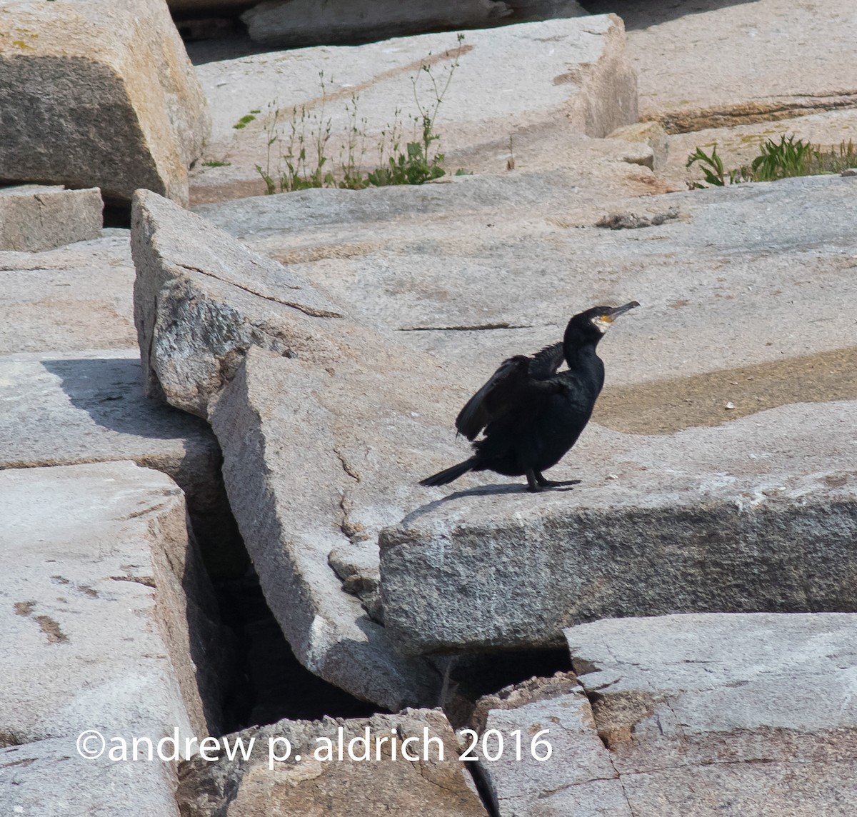 Great Cormorant - andrew aldrich