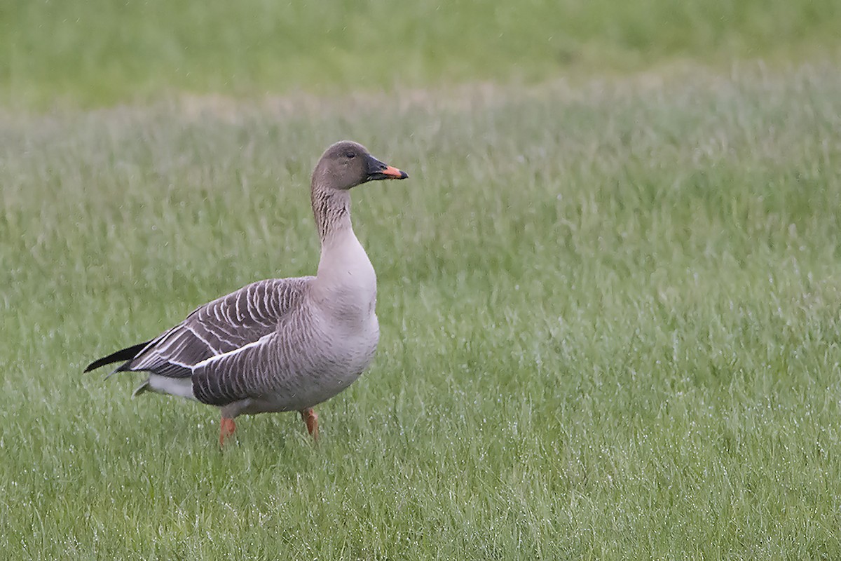 Tundra Bean-Goose - Miguel Rouco