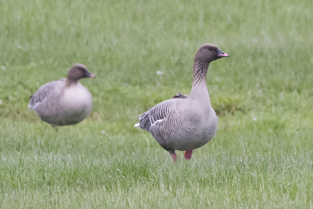 Pink-footed Goose - ML313506401