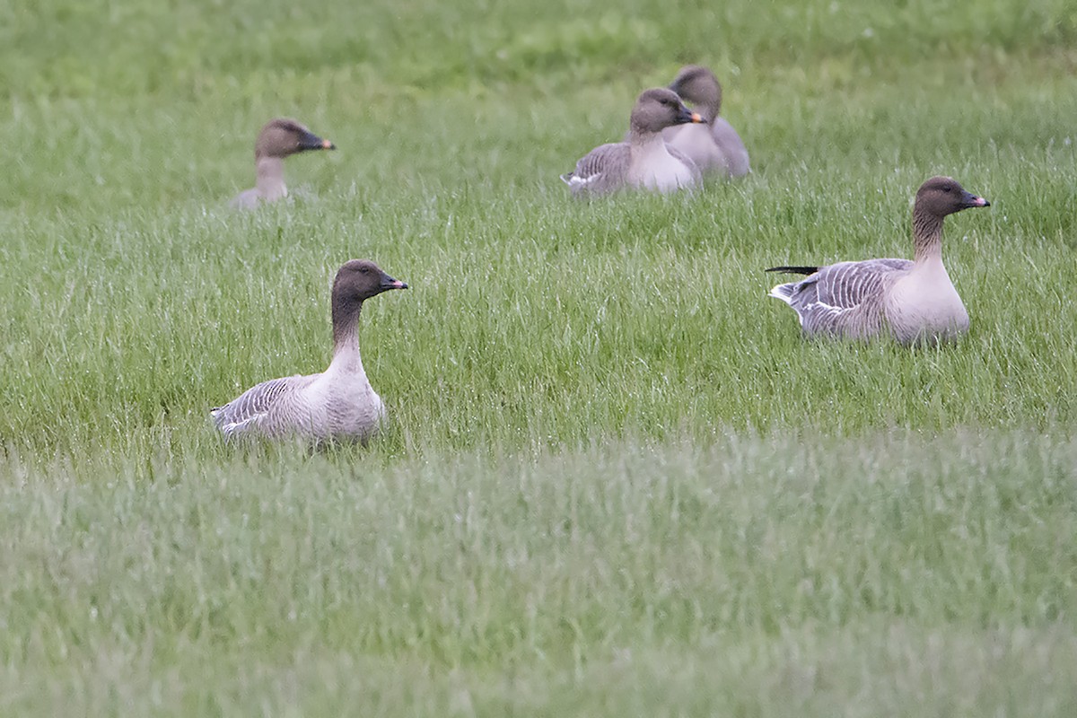 Pink-footed Goose - ML313506411