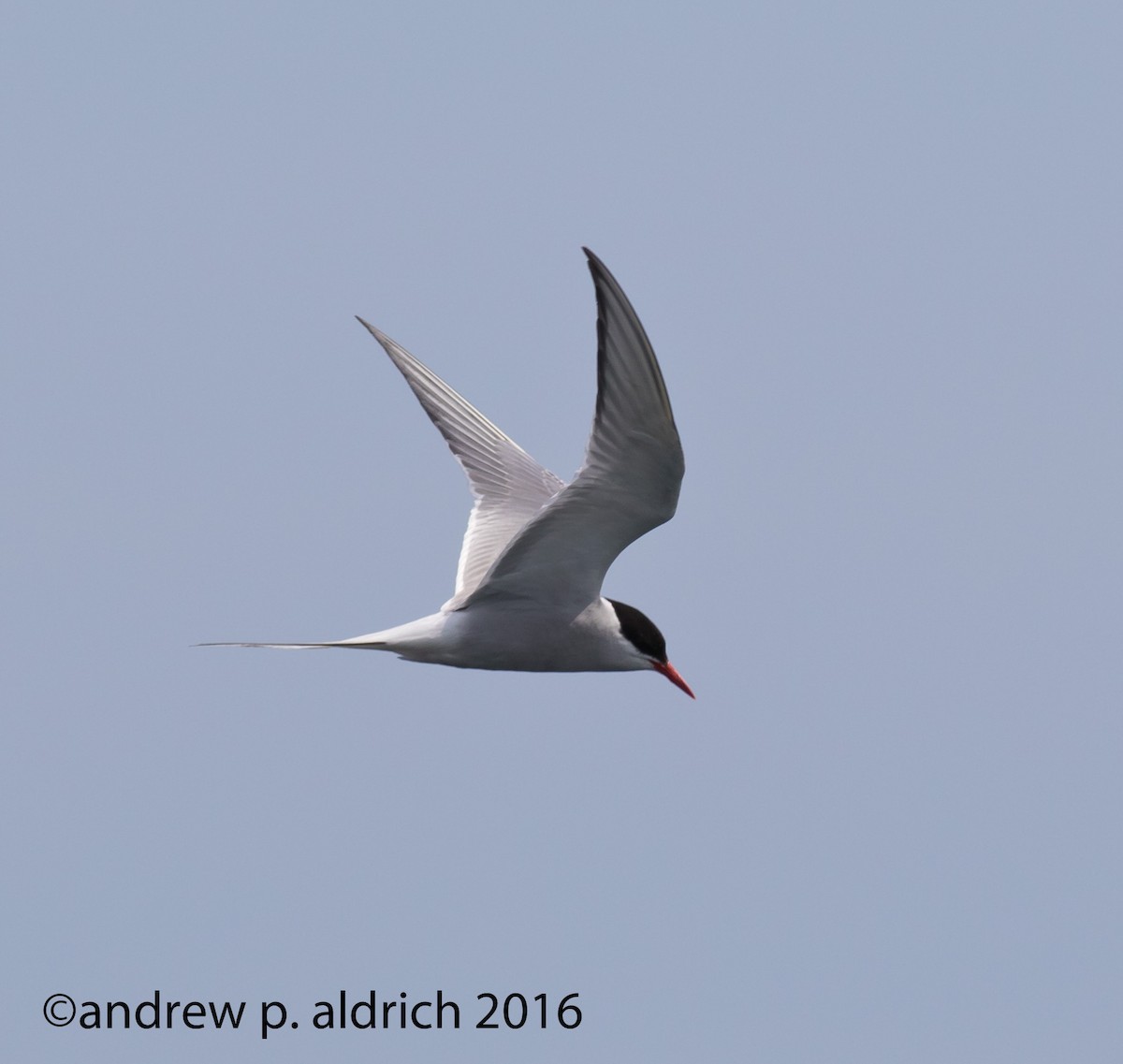 Arctic Tern - andrew aldrich