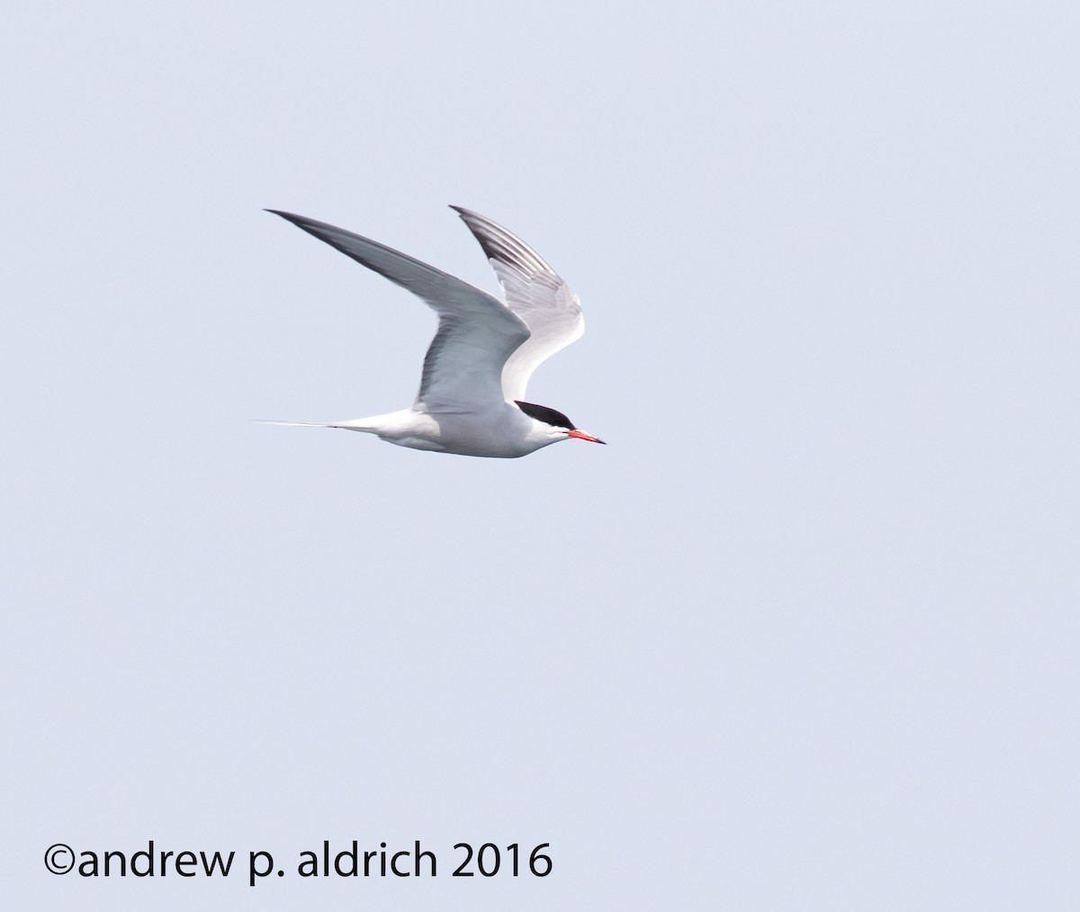 Common Tern - ML31350921