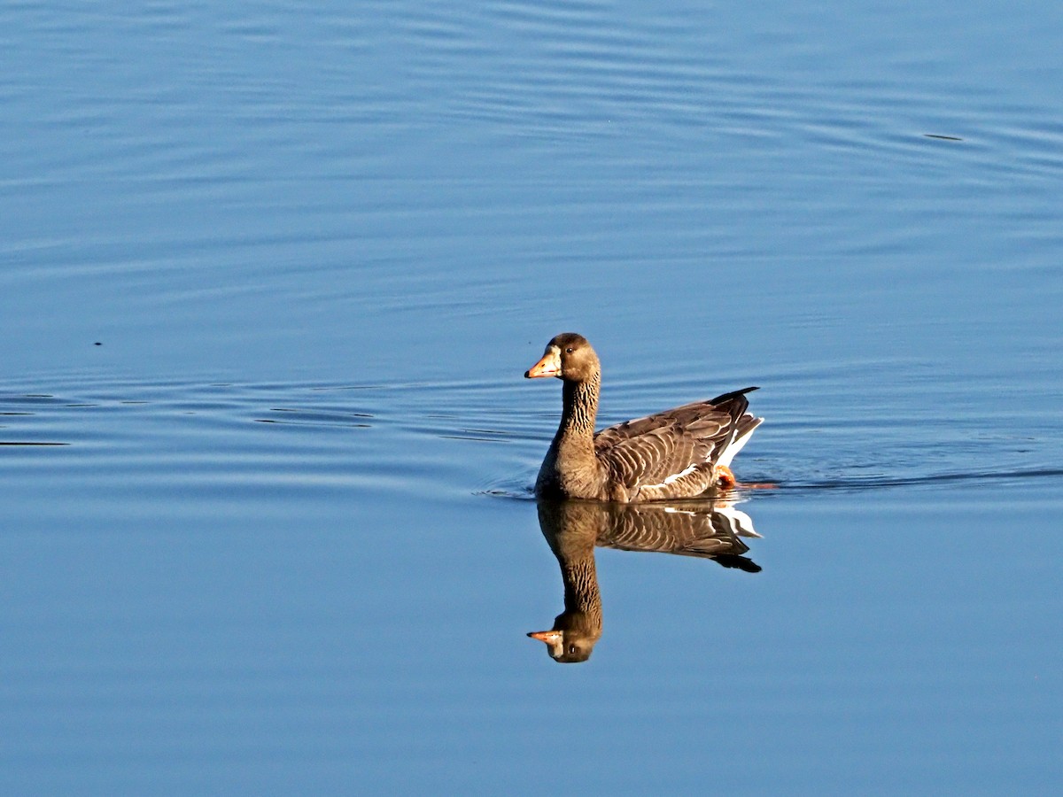 Greater White-fronted Goose - ML313510551