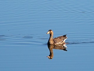 Greater White-fronted Goose, ML313510551