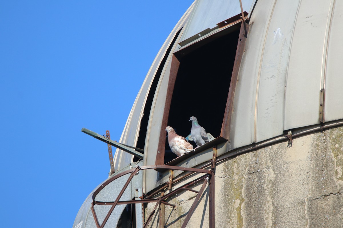 Pigeon biset (forme domestique) - ML313511251