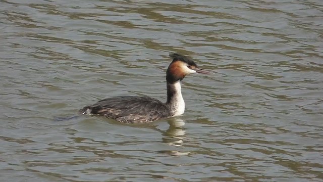 Great Crested Grebe - ML313511391