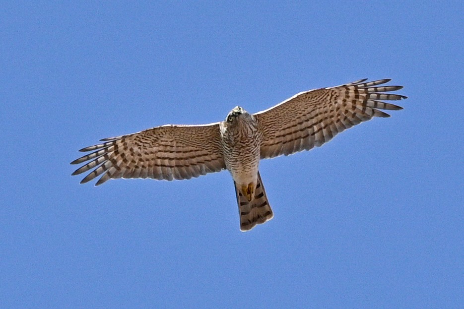 Eurasian Sparrowhawk - ML313512171