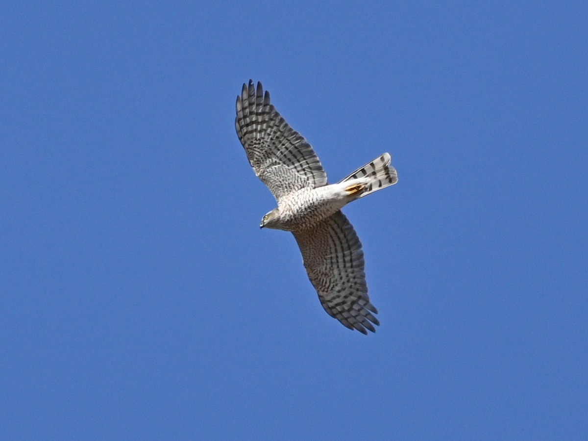 Eurasian Sparrowhawk - ML313512191