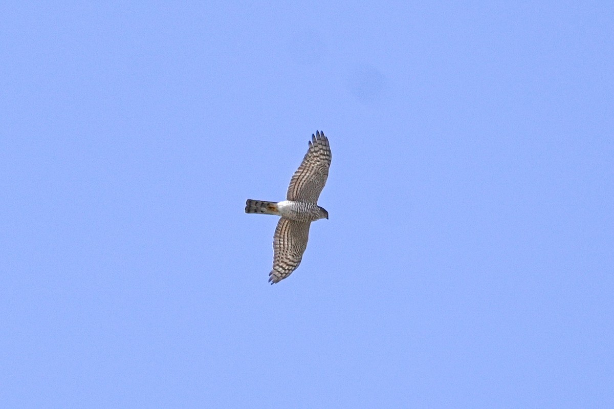 Eurasian Sparrowhawk - ML313512211