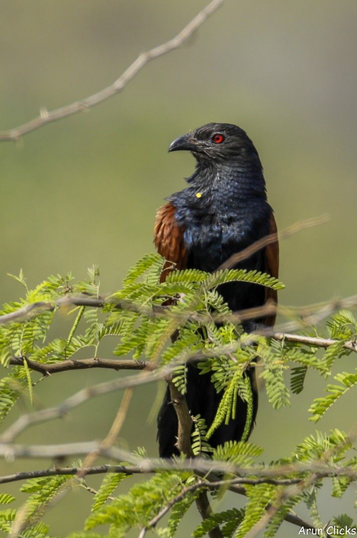 Greater Coucal (Southern) - ML313512491