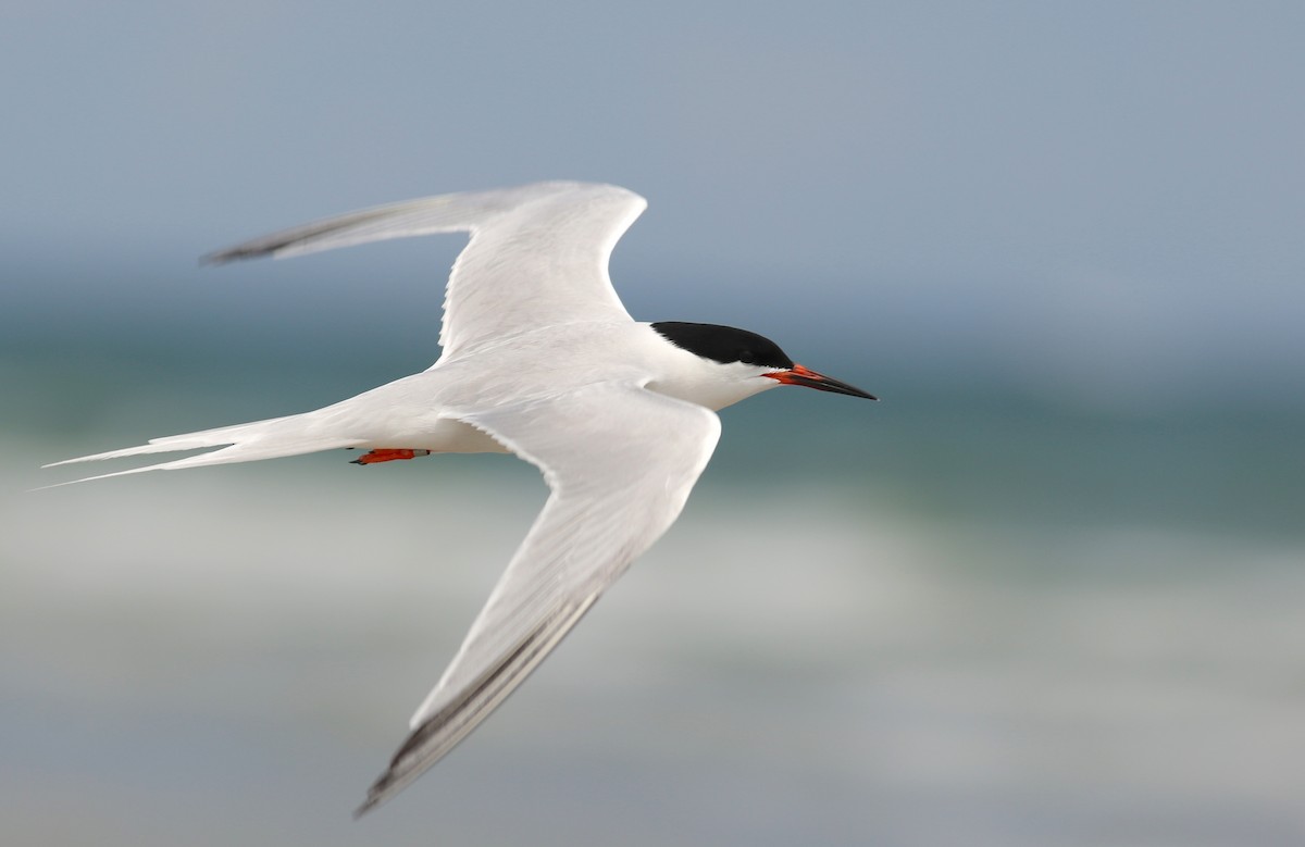 Roseate Tern - Nathan Dubrow