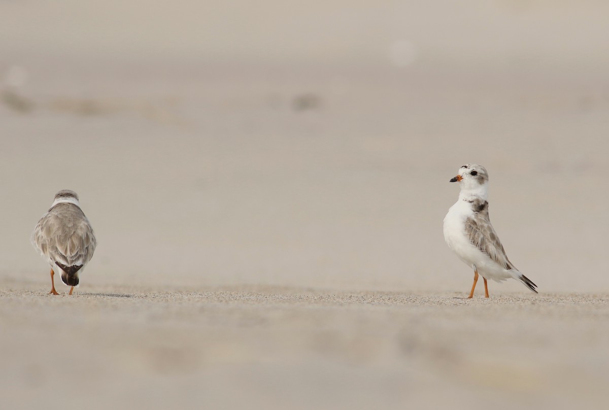 Piping Plover - ML31351501