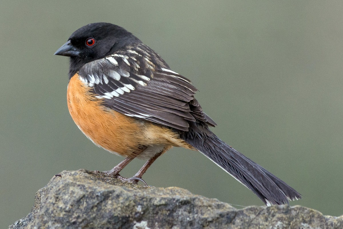 Spotted Towhee - ML313516121