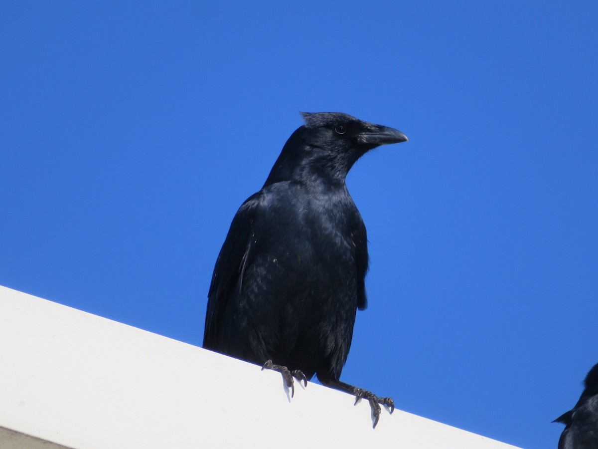 American Crow - karl  schmidt