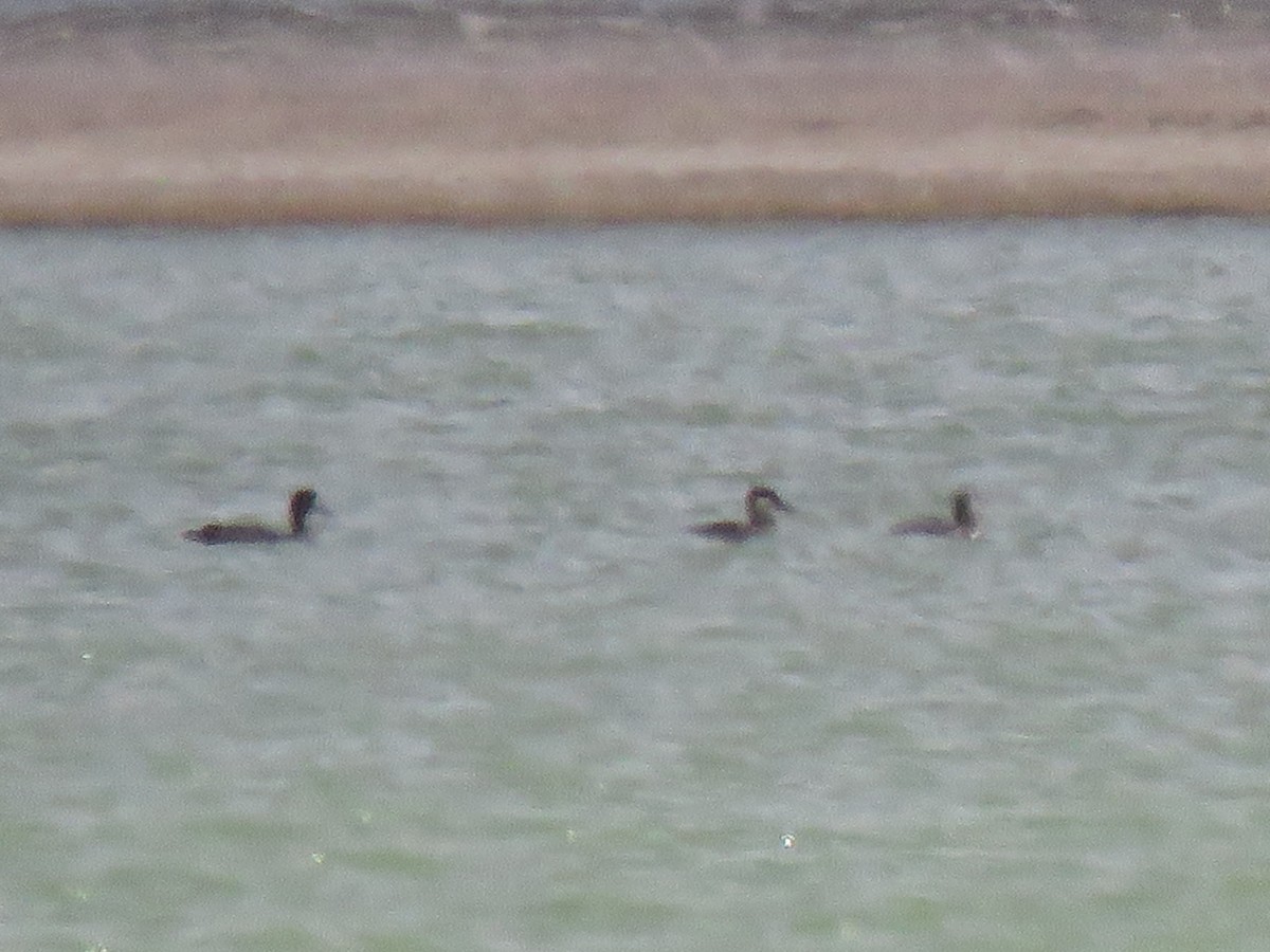 Greater Scaup - ML313518921