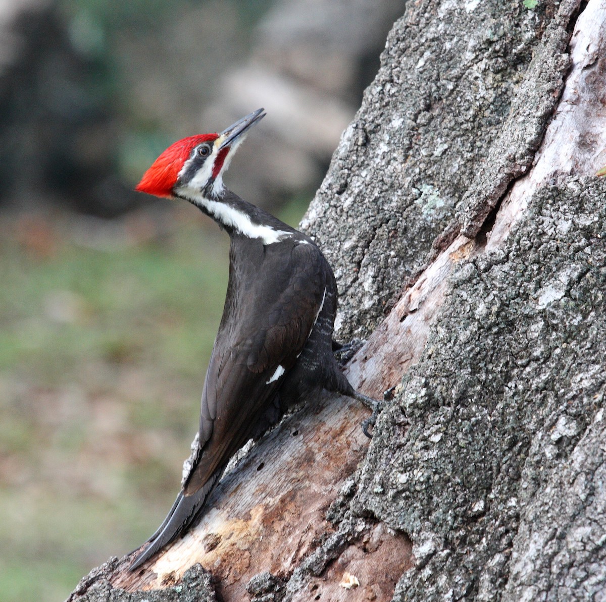 Pileated Woodpecker - Paul Hueber