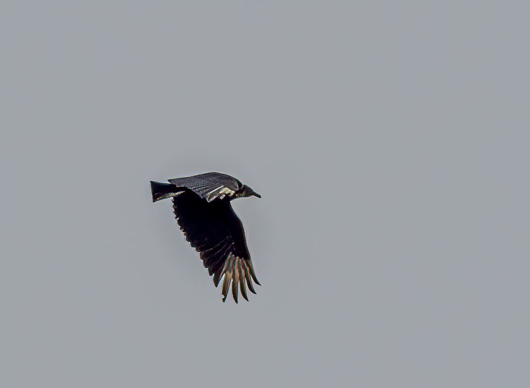 Black Vulture - ML313521441