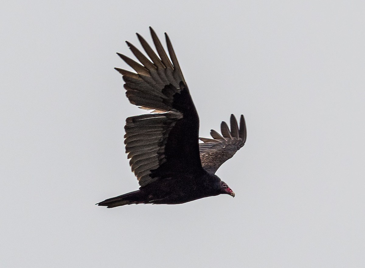 Turkey Vulture - ML313521491