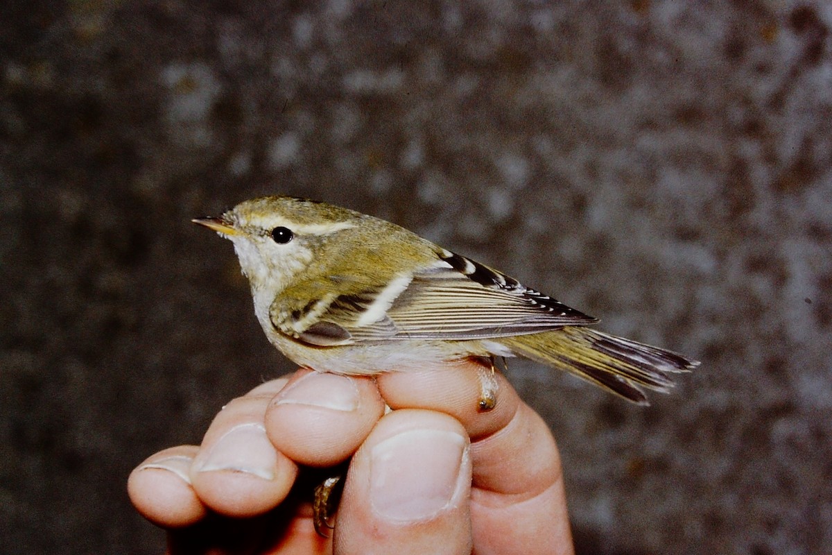 Yellow-browed Warbler - ML313527091