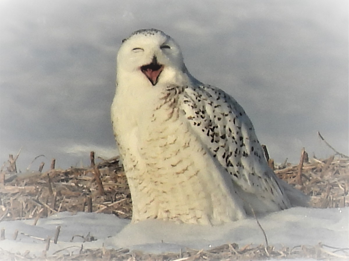 Snowy Owl - ML313528841