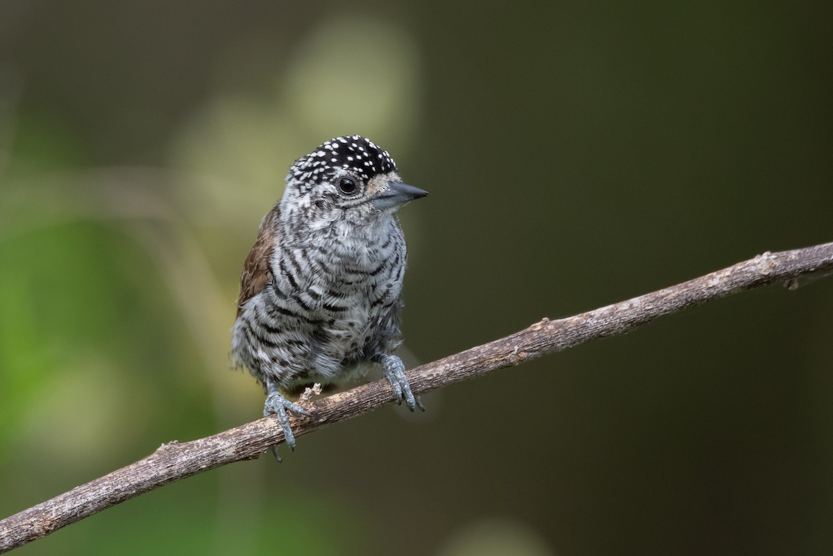 White-barred Piculet - ML313529981